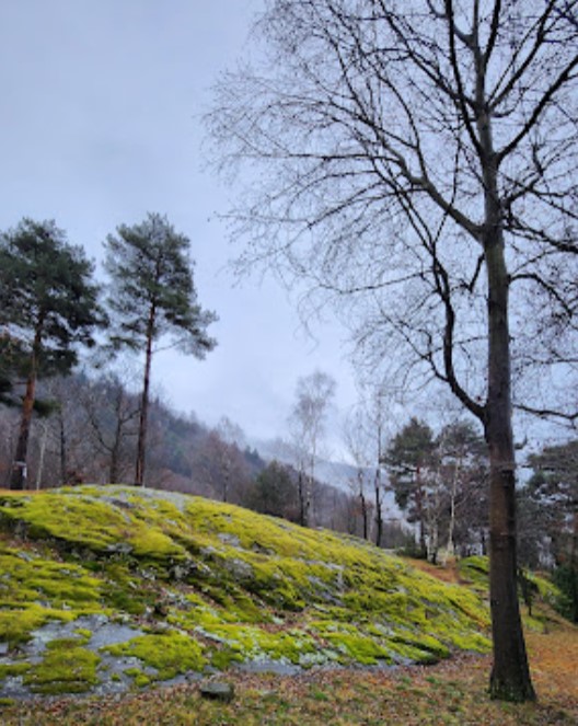 An example of how the vegetation continue to take over the territory covering the stained stones