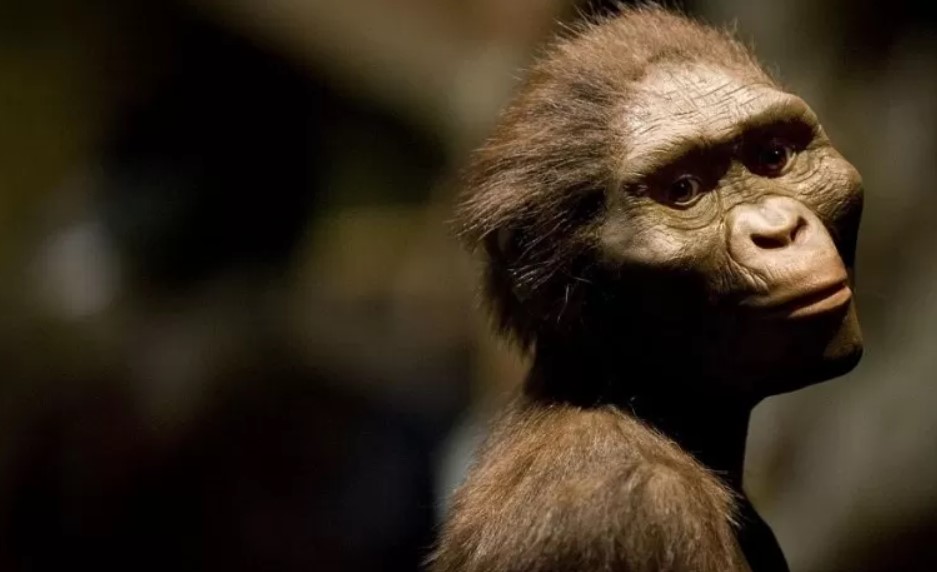 Adult Australopithecus afarensis (artist's reconstruction). Photograph by Dave Einsel, Getty Images