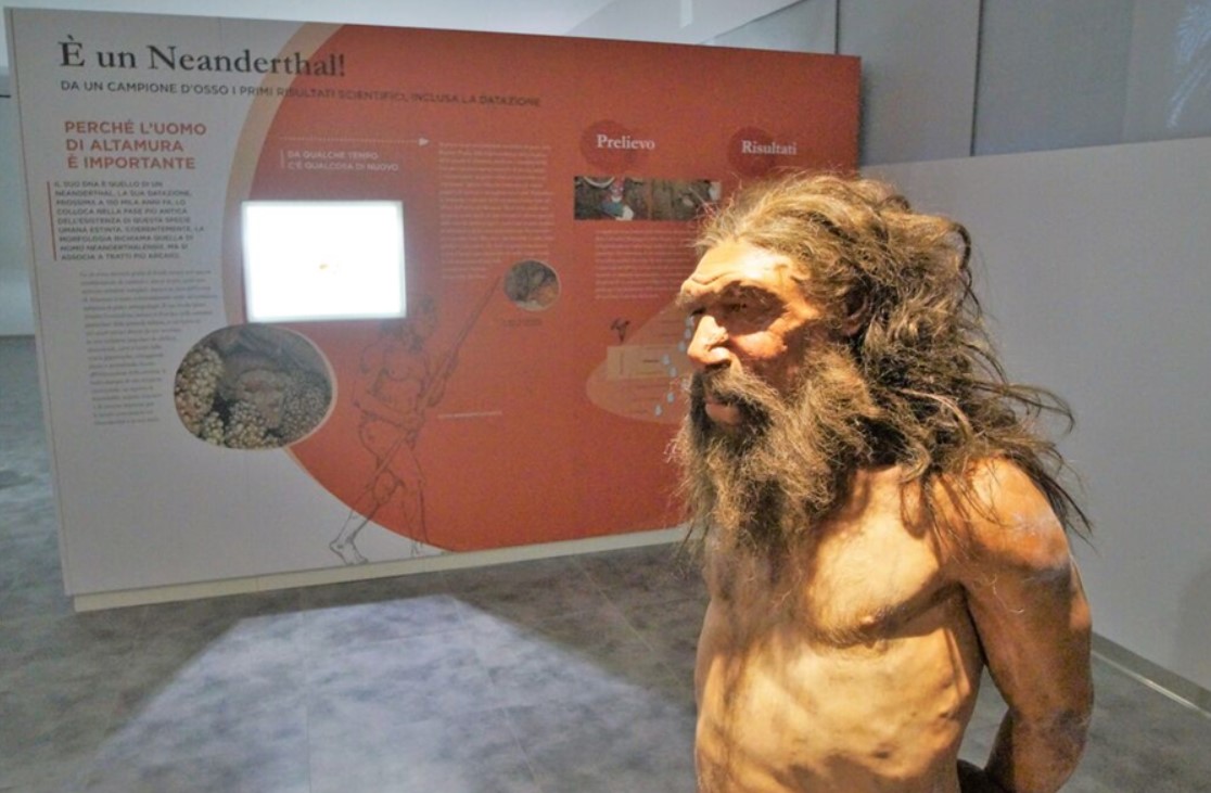 A life-size silicone reproduction of a Neanderthal known as Altamura Man - Archaeological Museum in Altamura, Italy (https://uomodialtamura.it)