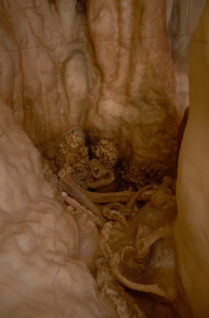 A reproduction of the skull and fossil bones of Altamura Man in exhibition at Palazzo Baldassarre, Altamura