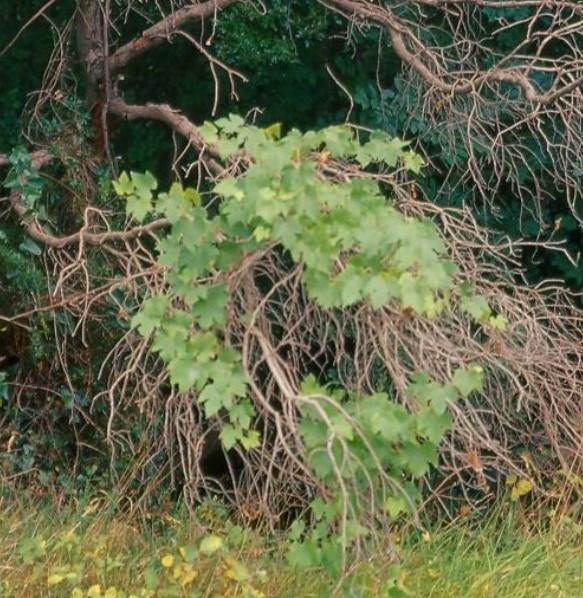 Wild and spontaneous vite