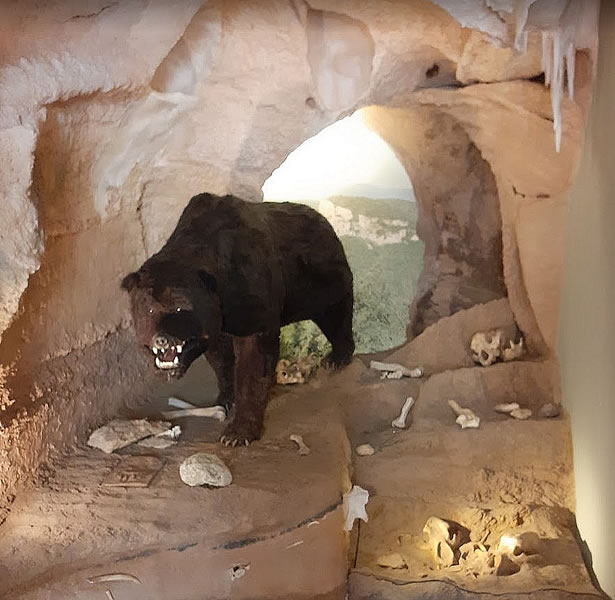Ursus Spelaeus, a large mammal extinct 10 thousand years ago (Archaeological Museum in Finale)